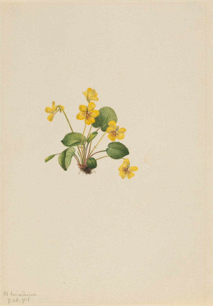 Sárga ibolya Viola orbiculata, 1916. alkotó: Mary Vaux Walcott