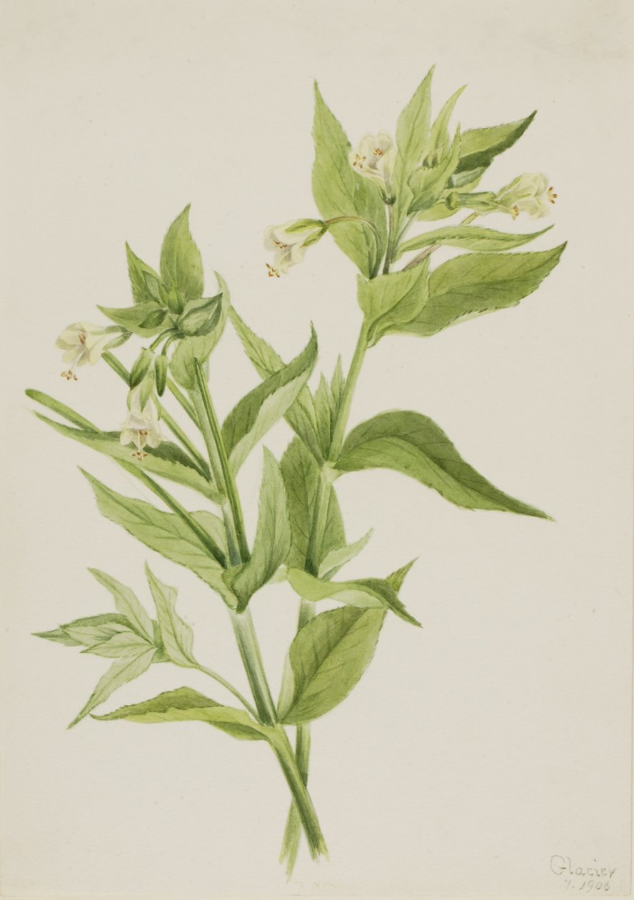 Sárga fűzfűz (Epilobium lutem) alkotó: Mary Vaux Walcott