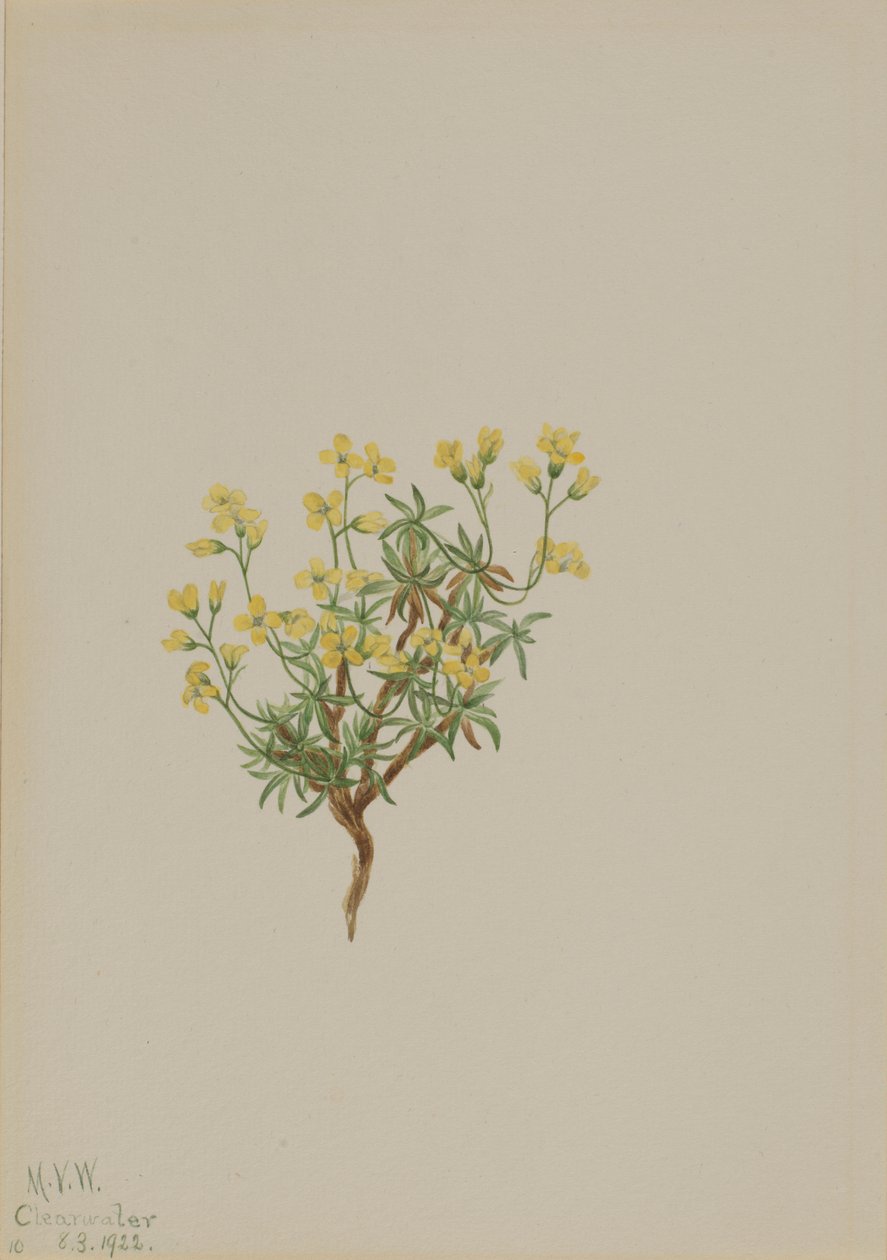 Sárga fűzfű alkotó: Mary Vaux Walcott