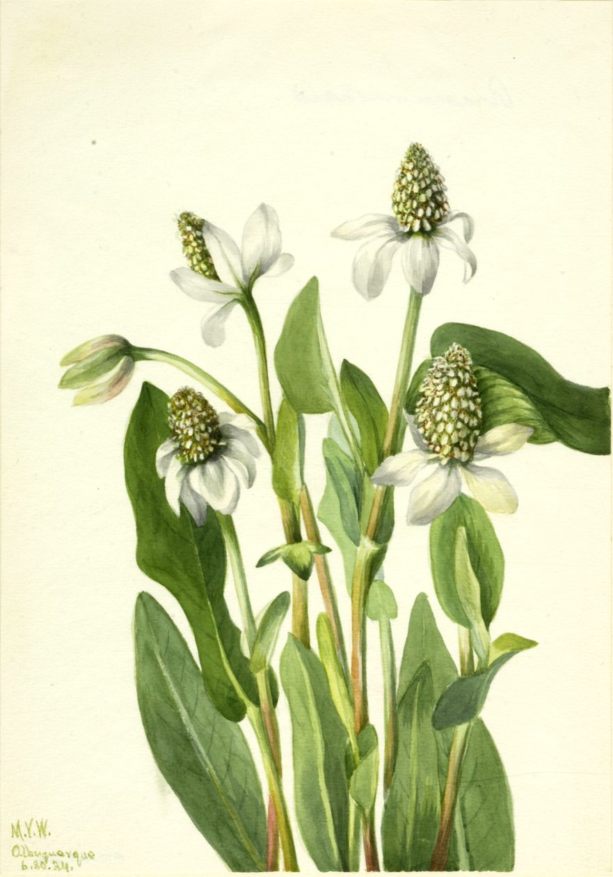 Yerba Mansa Anemopsis californica, 1934. alkotó: Mary Vaux Walcott
