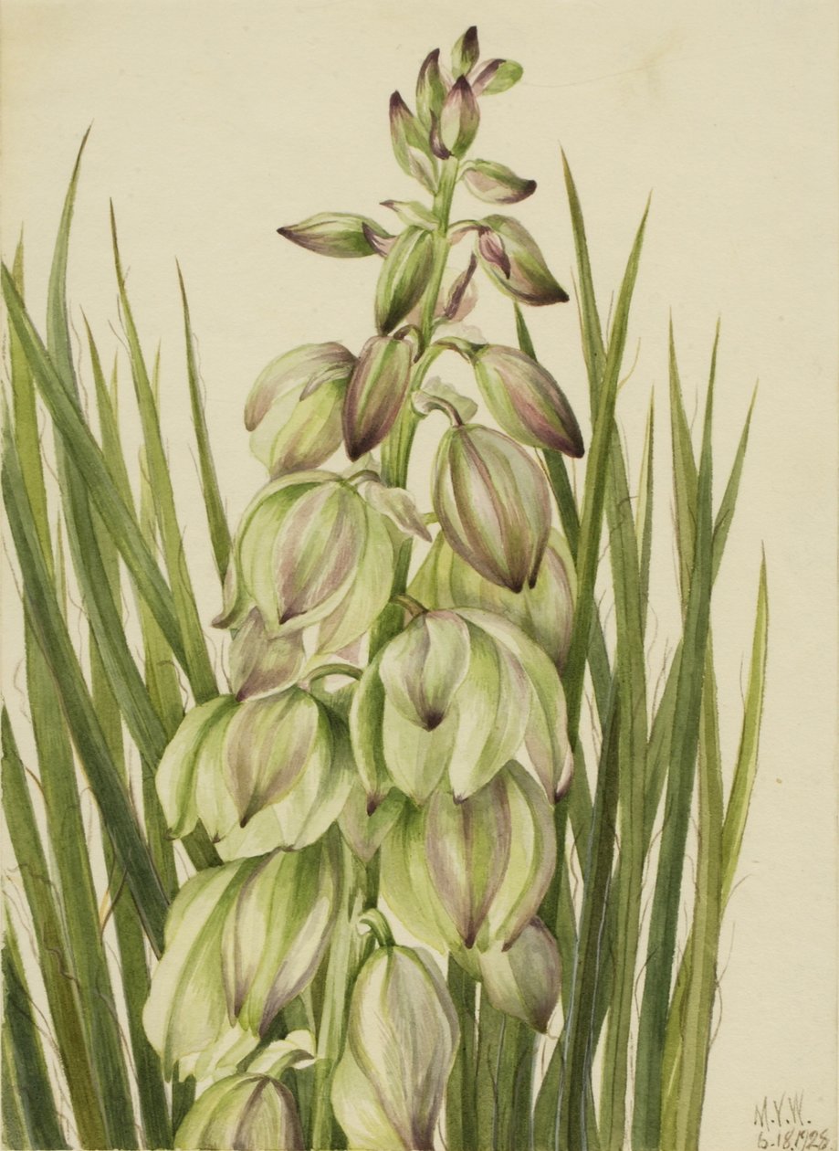 Yucca (Yucca baileyi) alkotó: Mary Vaux Walcott