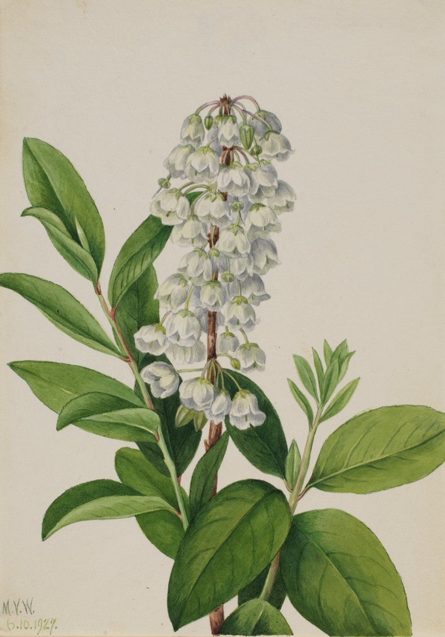 Zenobia Zenobia cassinifolia, 1927. alkotó: Mary Vaux Walcott