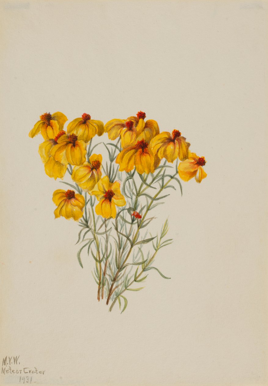 Zinnia (Zinnia grandiflora) alkotó: Mary Vaux Walcott