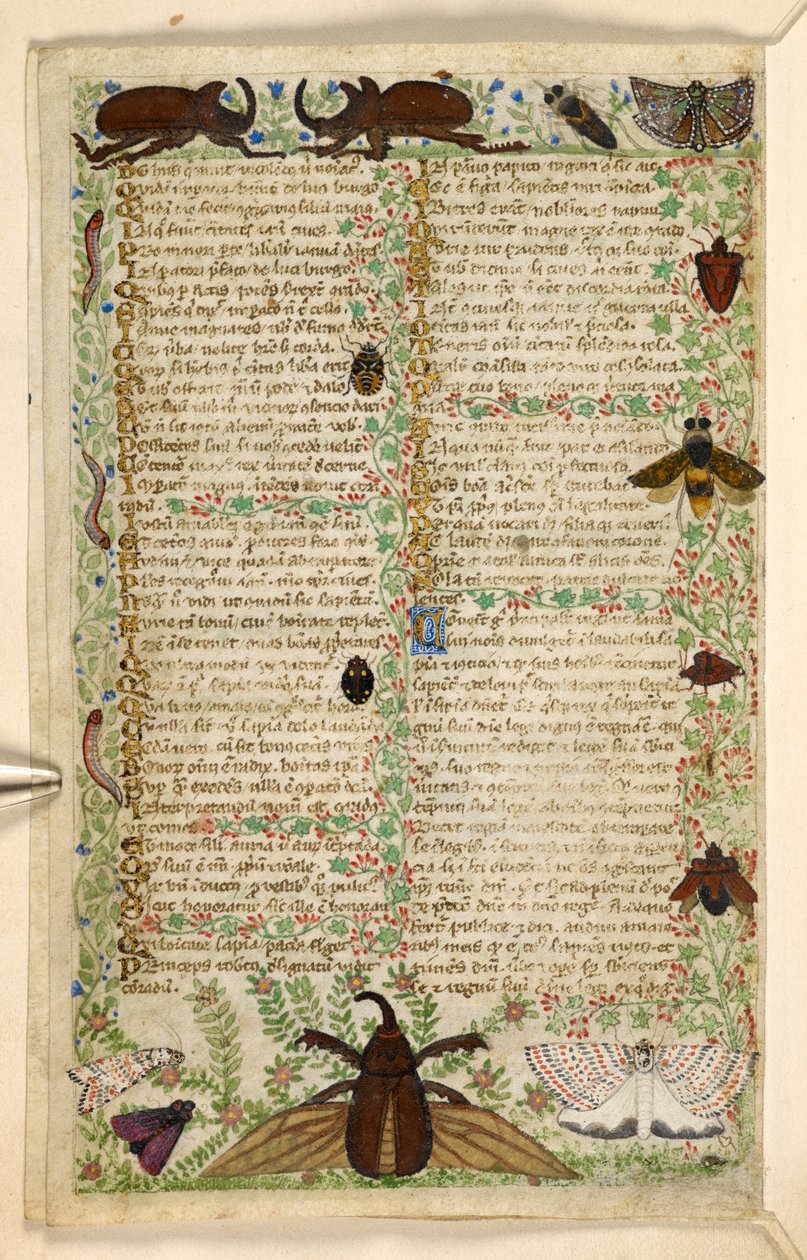Hozzáadás. 28841, f.4v: Lepkék és szarvas bogarak, az erényekről és gonoszságokról szóló traktátusból, valamint Szicília névtelen prózatörténetéből (töredék), 1330-40 körül (vellum) alkotó: Master of the Cocharelli Codex