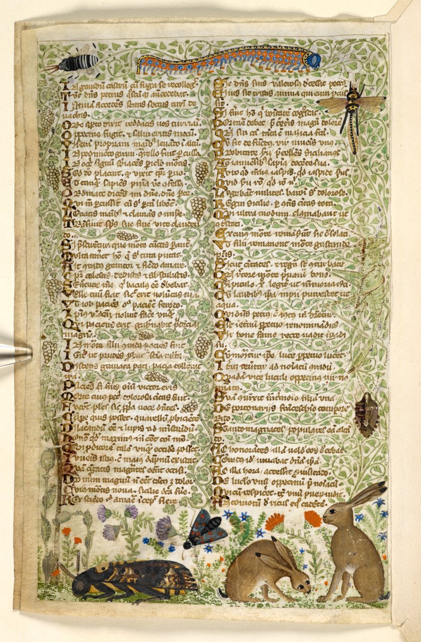 Hozzáadás. 28841, f.6v: Nyulak és rovarok, beleértve a hernyót, a szitakötőt és a lepkét, az erényekről és gonoszságokról szóló traktátusból, valamint Szicília névtelen prózatörténetéből (töredék), 1330-40 körül (vellum) alkotó: Master of the Cocharelli Codex