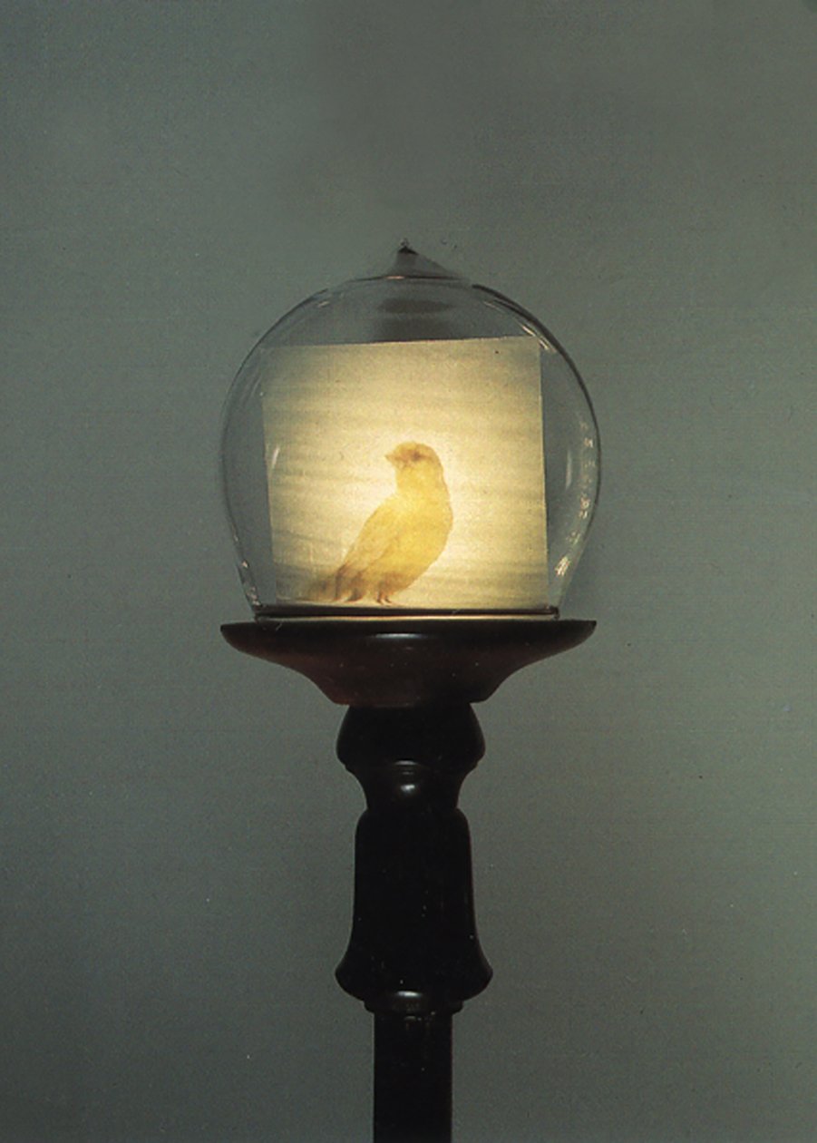 Antik alkotó: Mat Collishaw
