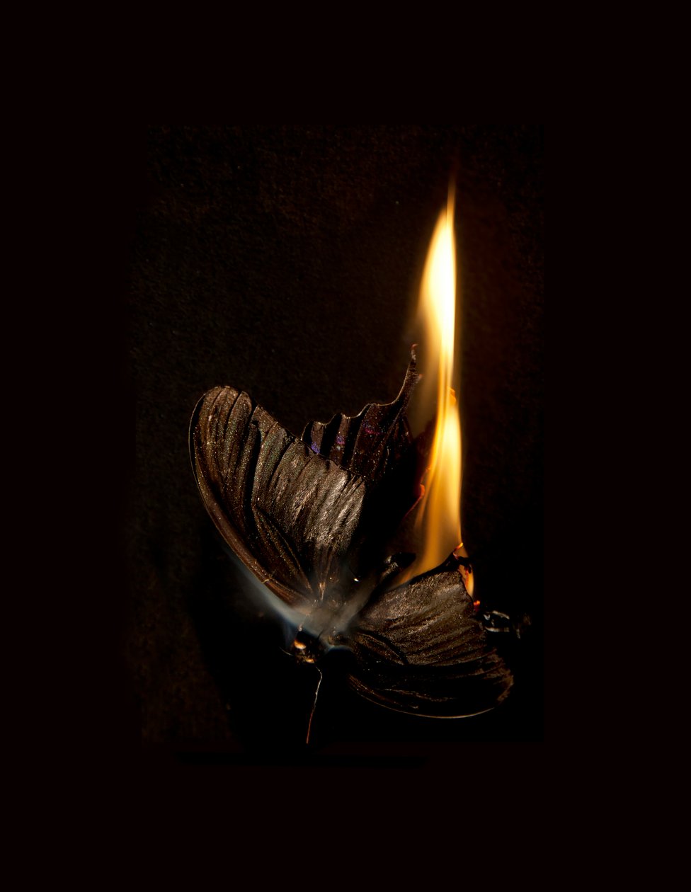 Égő pillangó 13, 2013 (Lambda print) alkotó: Mat Collishaw