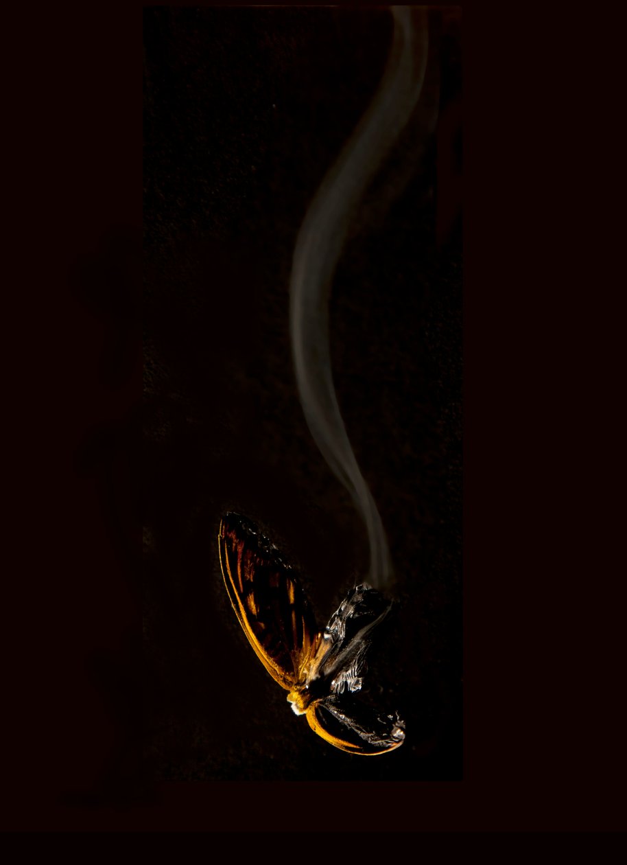 Égő pillangó 15, 2013 (Lambda print) alkotó: Mat Collishaw
