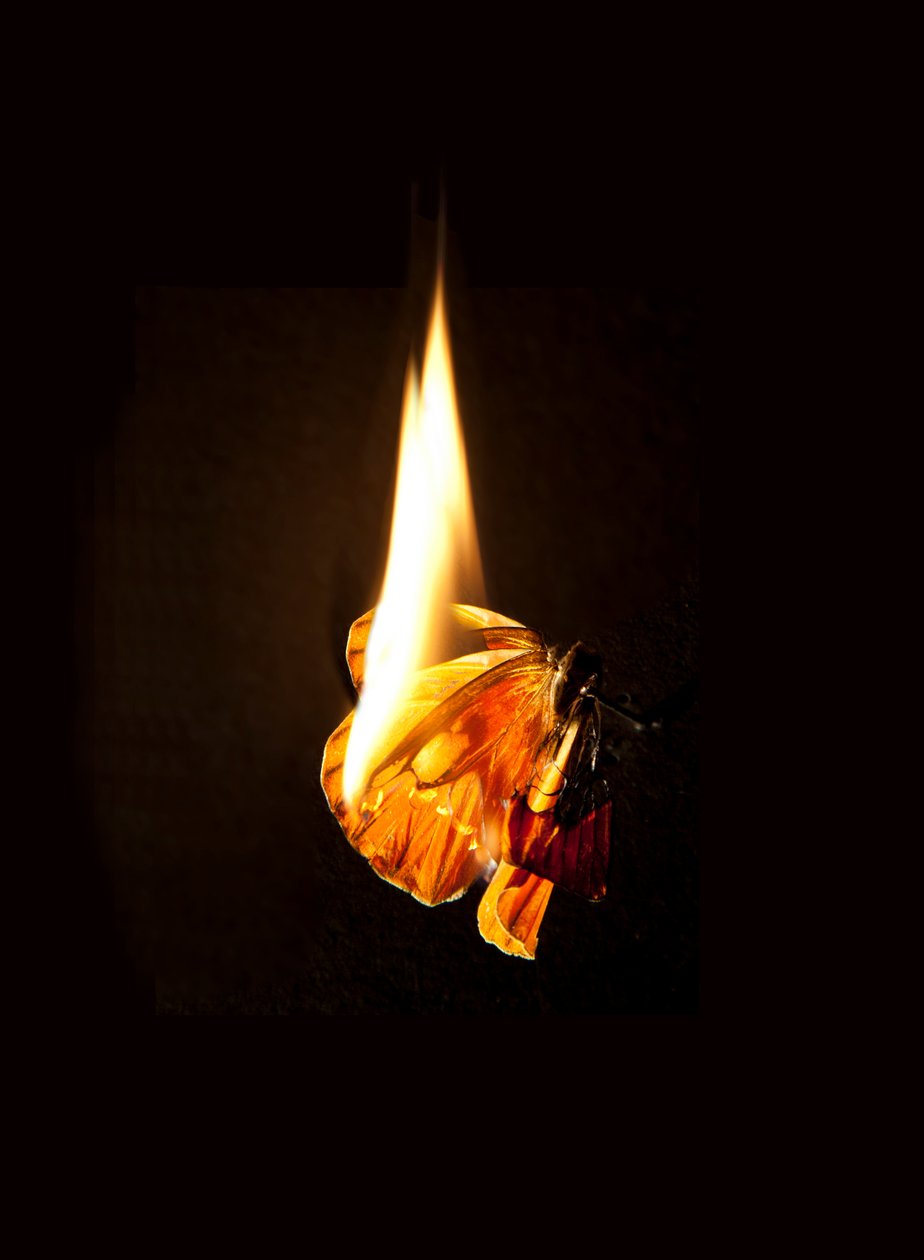 Égő pillangó 17, 2013 (Lambda print) alkotó: Mat Collishaw