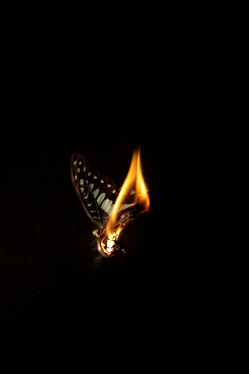 Burning Butterfly 1, 2013 (Lambda print) alkotó: Mat Collishaw