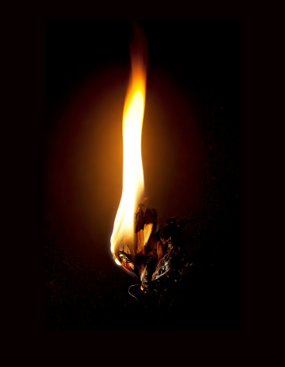 Égő pillangó 23, 2013 (Lambda print) alkotó: Mat Collishaw