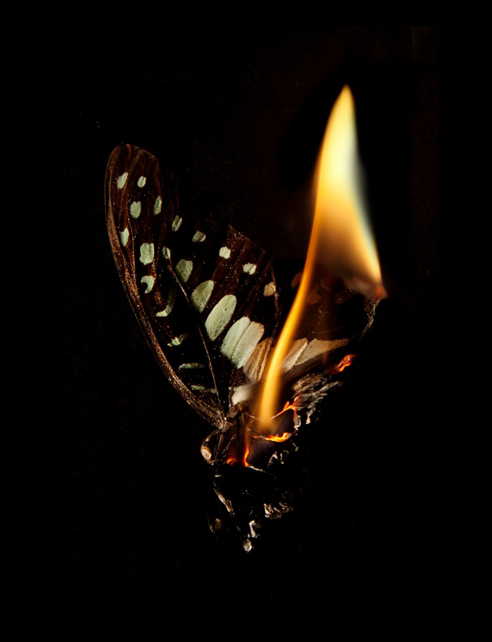 Égő pillangó 24, 2013 (Lambda print) alkotó: Mat Collishaw