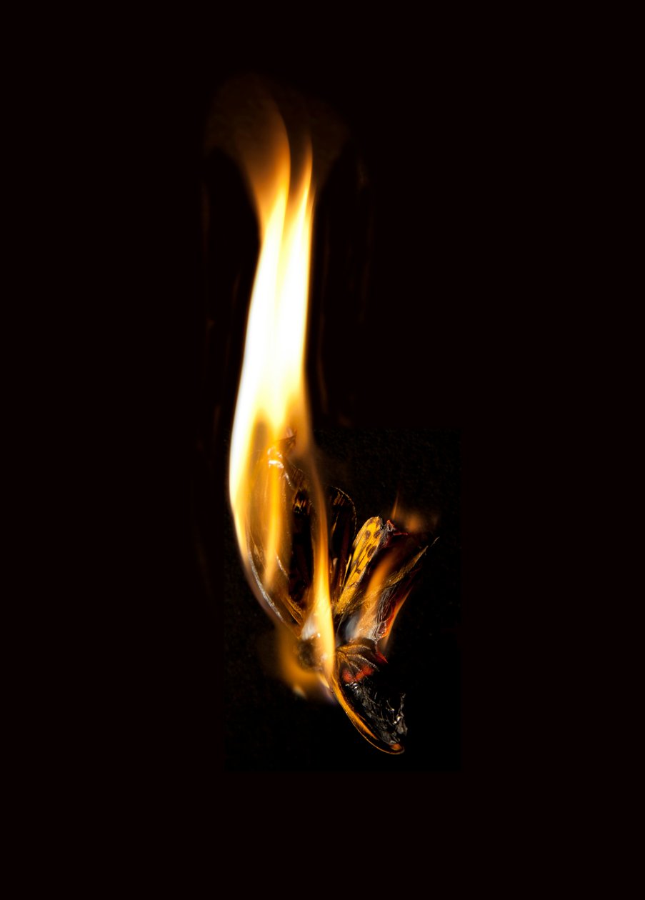 Burning Butterfly 2, 2013 (Lambda print) alkotó: Mat Collishaw