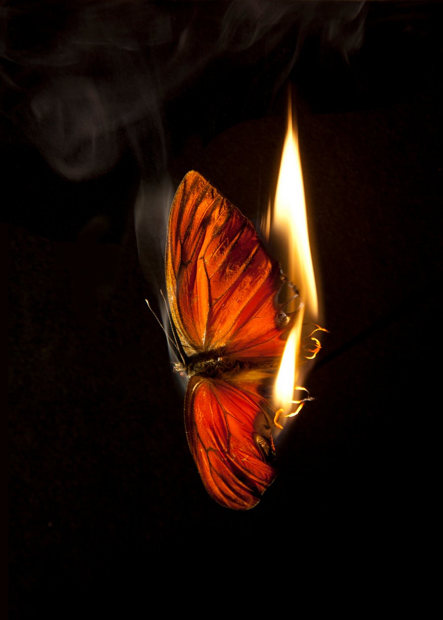 Burning Butterfly 2, 2013 (Lambda print) alkotó: Mat Collishaw