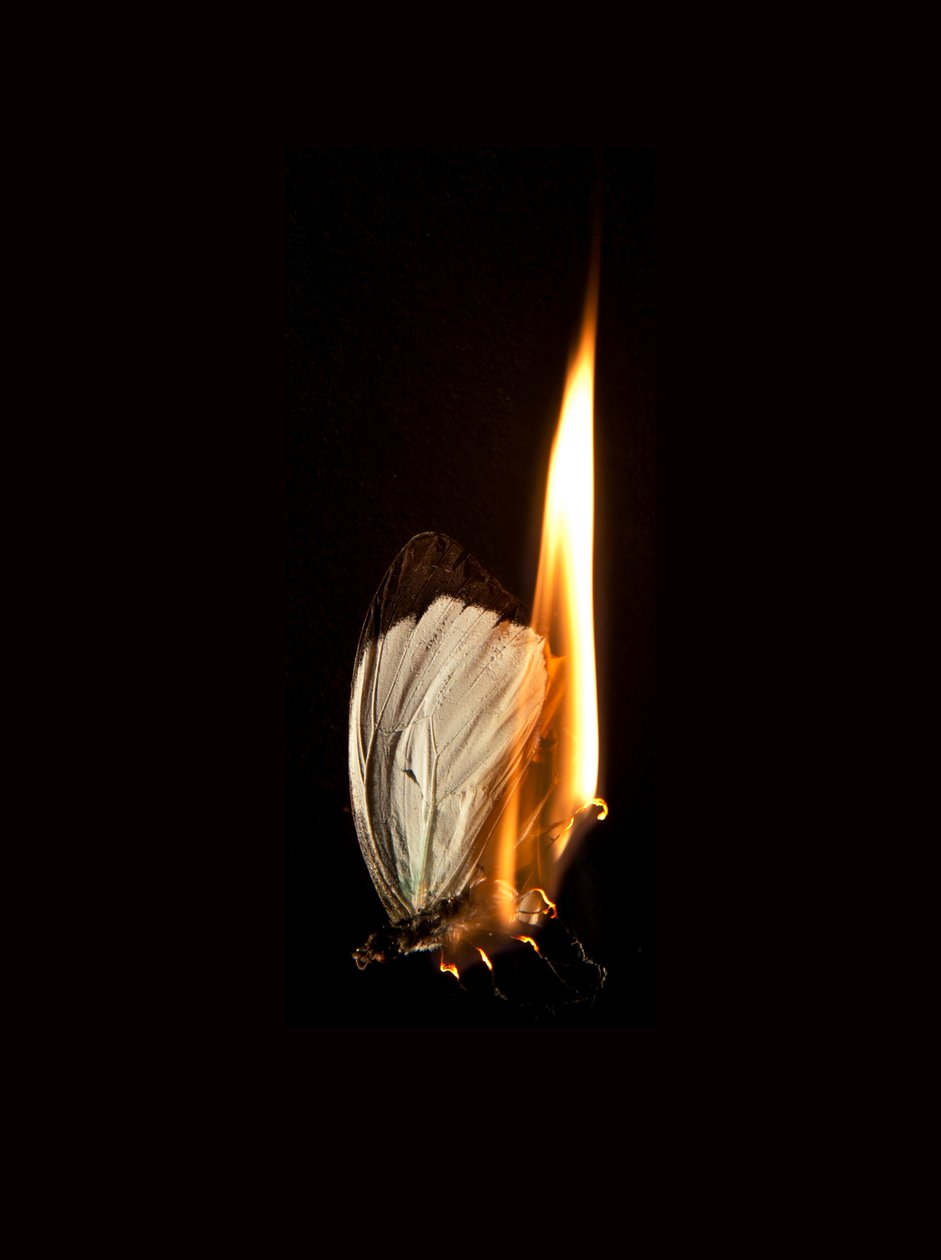Burning Butterfly 2, 2013 (Lambda print) alkotó: Mat Collishaw