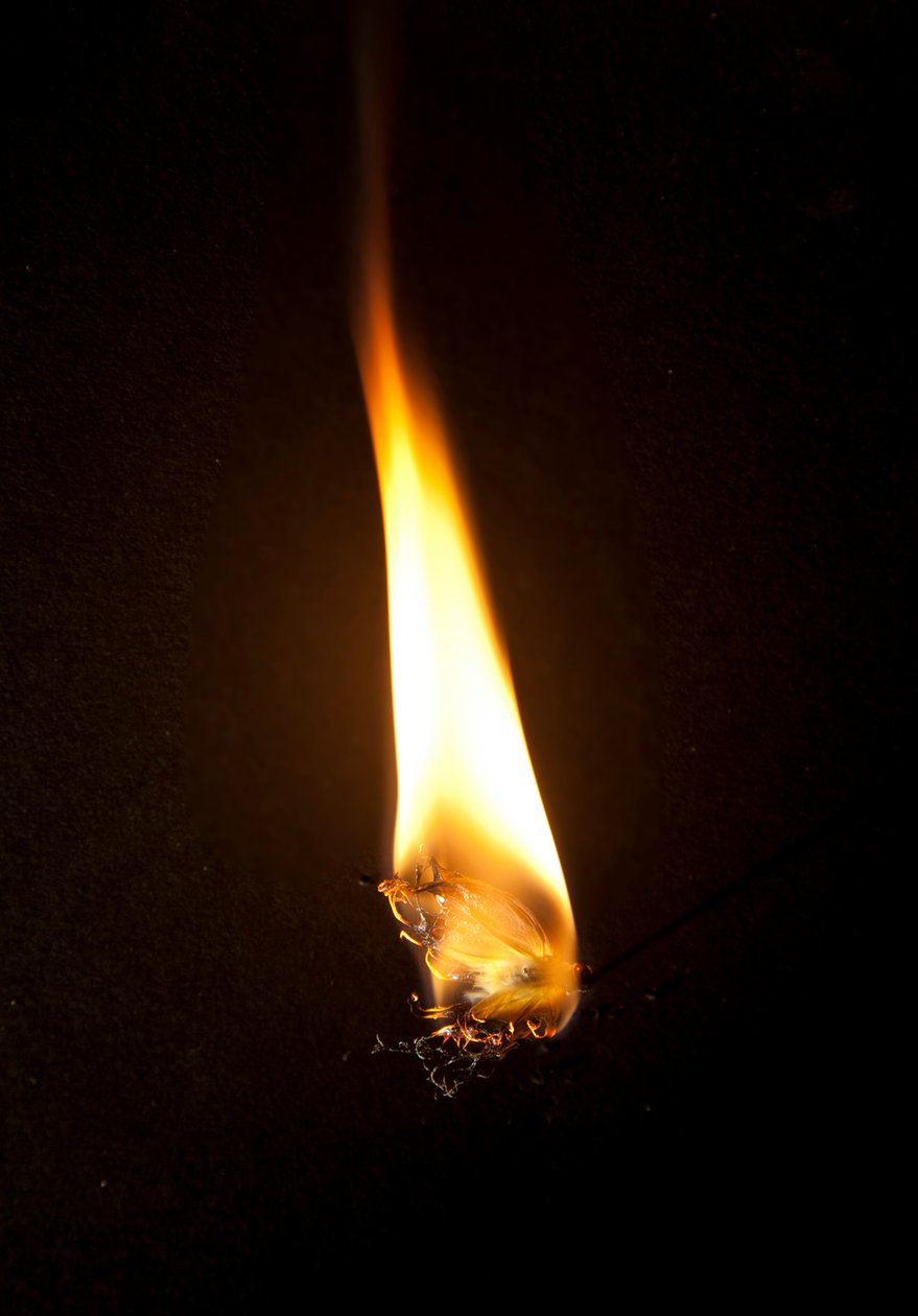 Burning Butterfly 3, 2013 (Lambda print) alkotó: Mat Collishaw