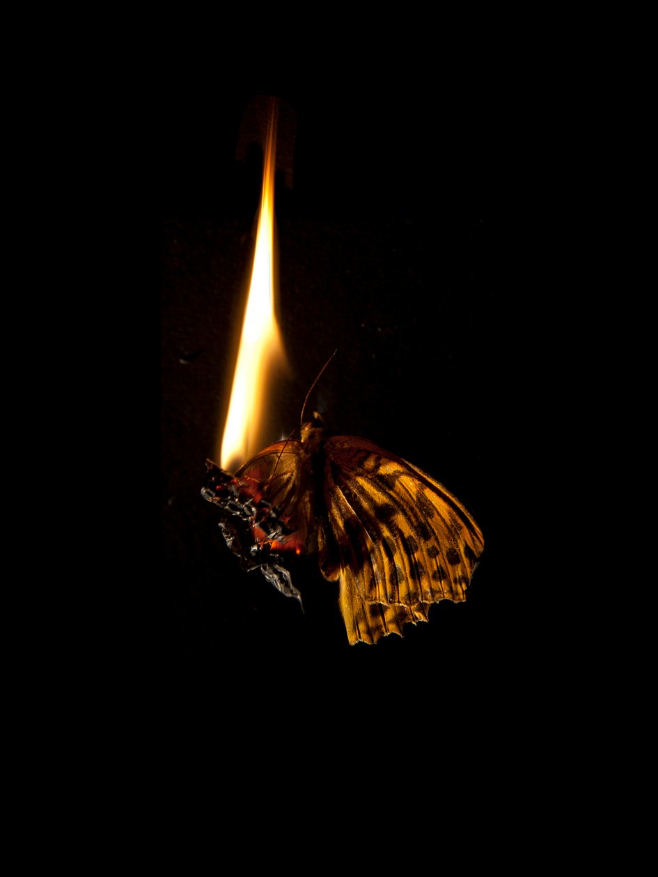 Burning Butterfly 6, 2013 (Lambda print) alkotó: Mat Collishaw