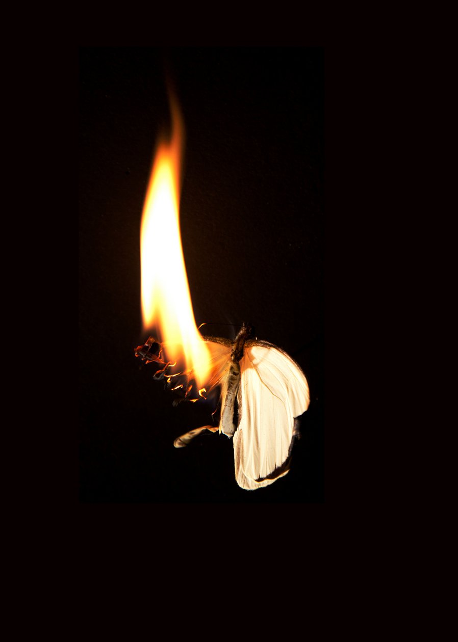 Burning Butterfly 7, 2013 (Lambda print) alkotó: Mat Collishaw
