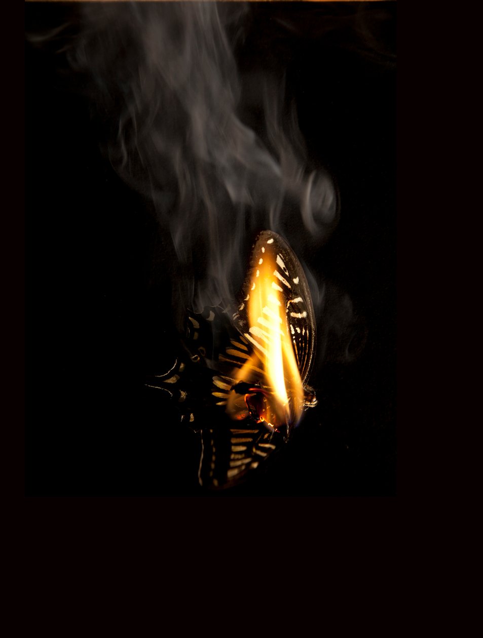 Burning Butterfly 9, 2013 (Lambda print) alkotó: Mat Collishaw
