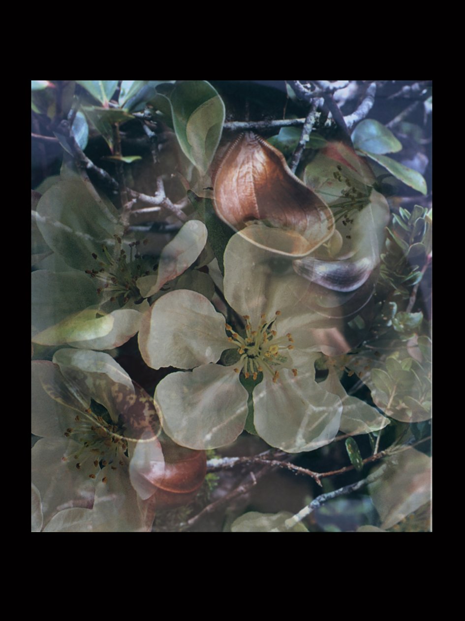 Hústüzelők 5 alkotó: Mat Collishaw