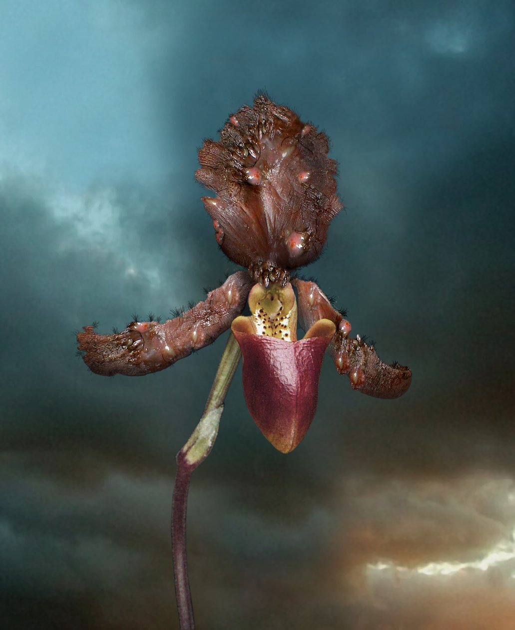 Fertőző virágok, Orchidea 2, 2005 (C-típusú nyomat) alkotó: Mat Collishaw