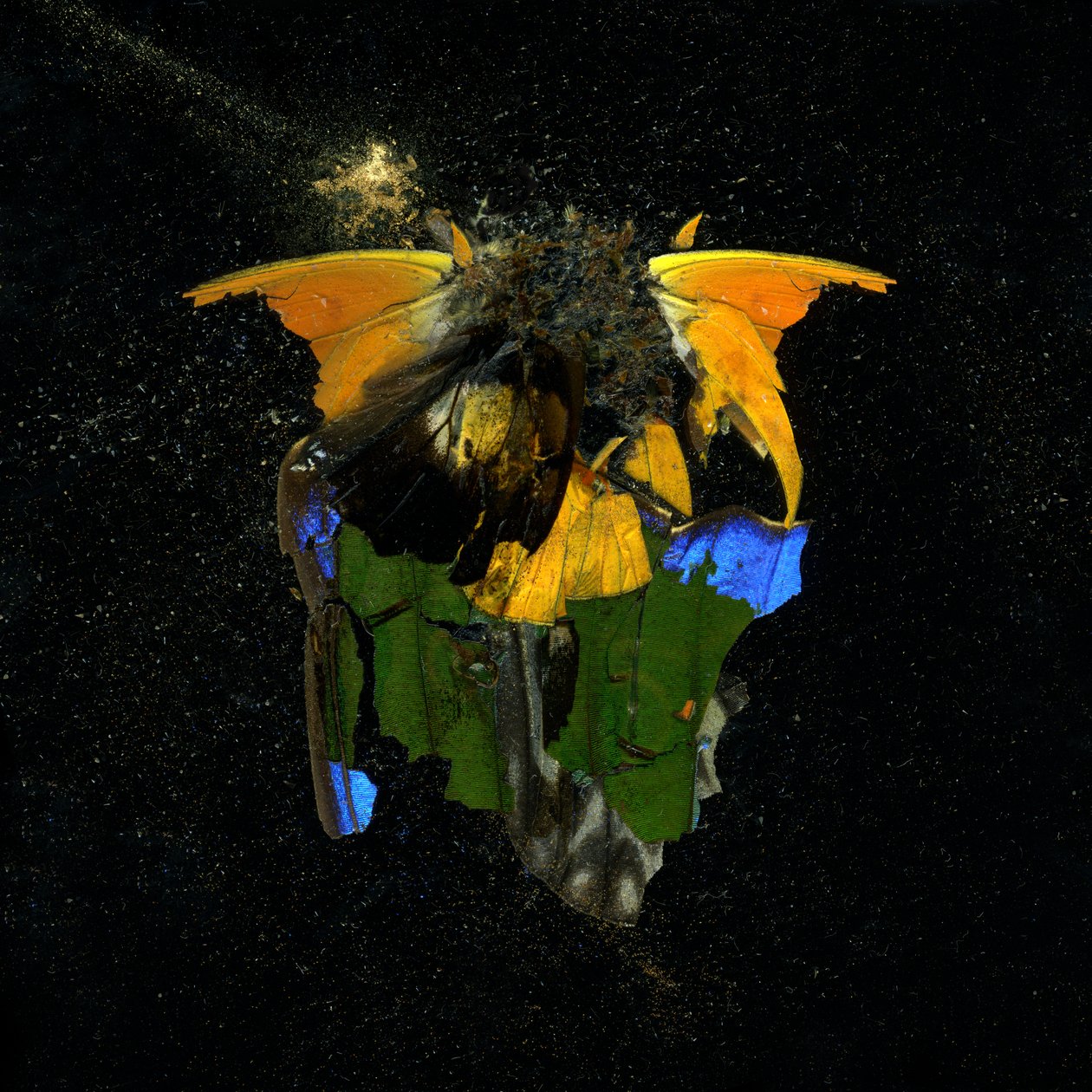 Rovarölőszer 14, 2009 (C-típusú fénykép) alkotó: Mat Collishaw