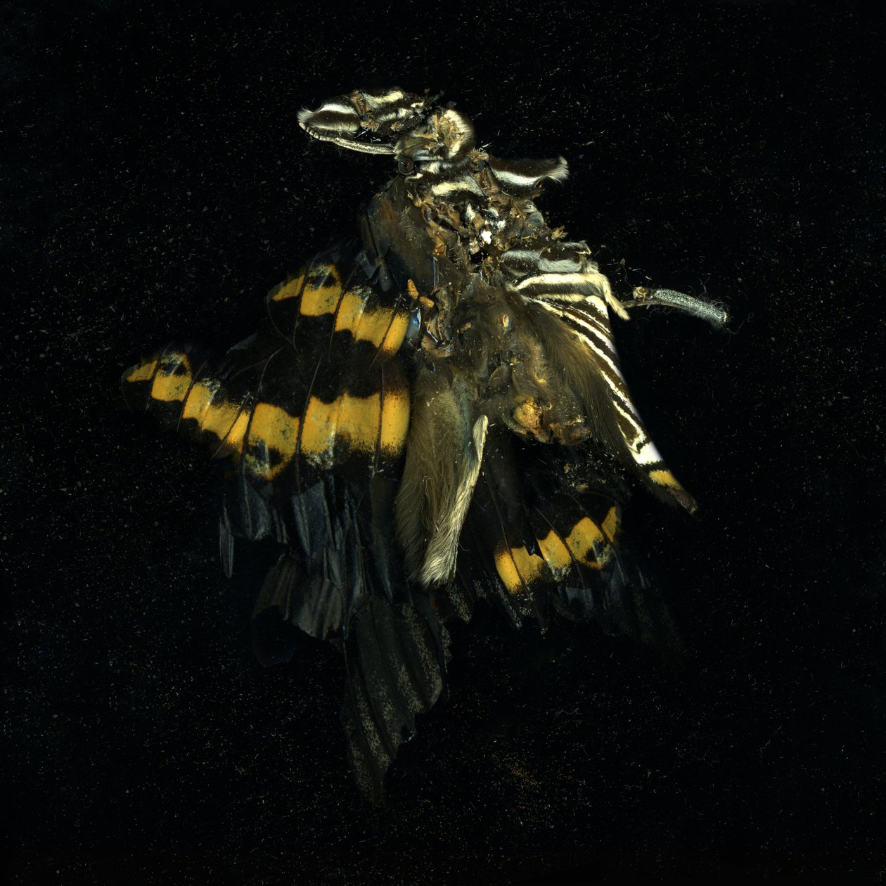 Rovarölőszer 17, 2009 (C-típusú fénykép) alkotó: Mat Collishaw