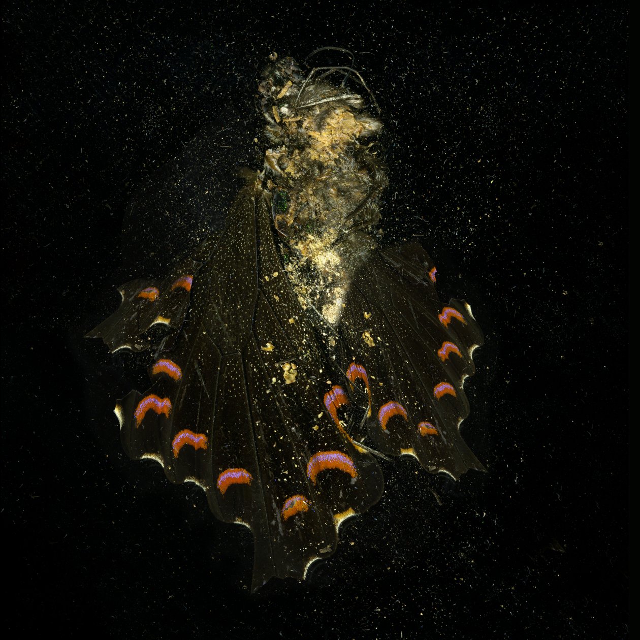 Rovarölő szer, 2011. 28. (C-típusú fénykép) alkotó: Mat Collishaw