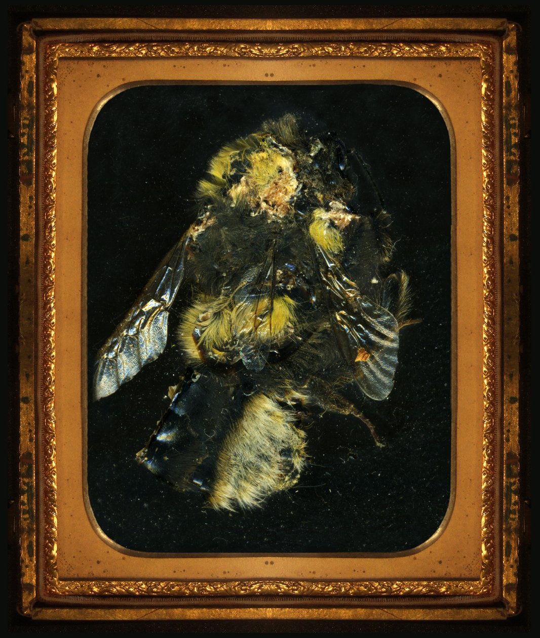 Rovarölőszer 2, 2006 (C-típusú fénykép) alkotó: Mat Collishaw