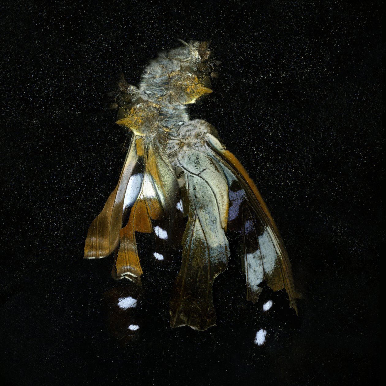 Rovarölő szer 38, 2011 (C-típusú fénykép) alkotó: Mat Collishaw