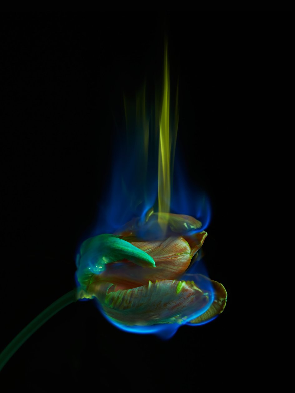 The Poisoned Page, 2013 (C-típusú fotó) alkotó: Mat Collishaw