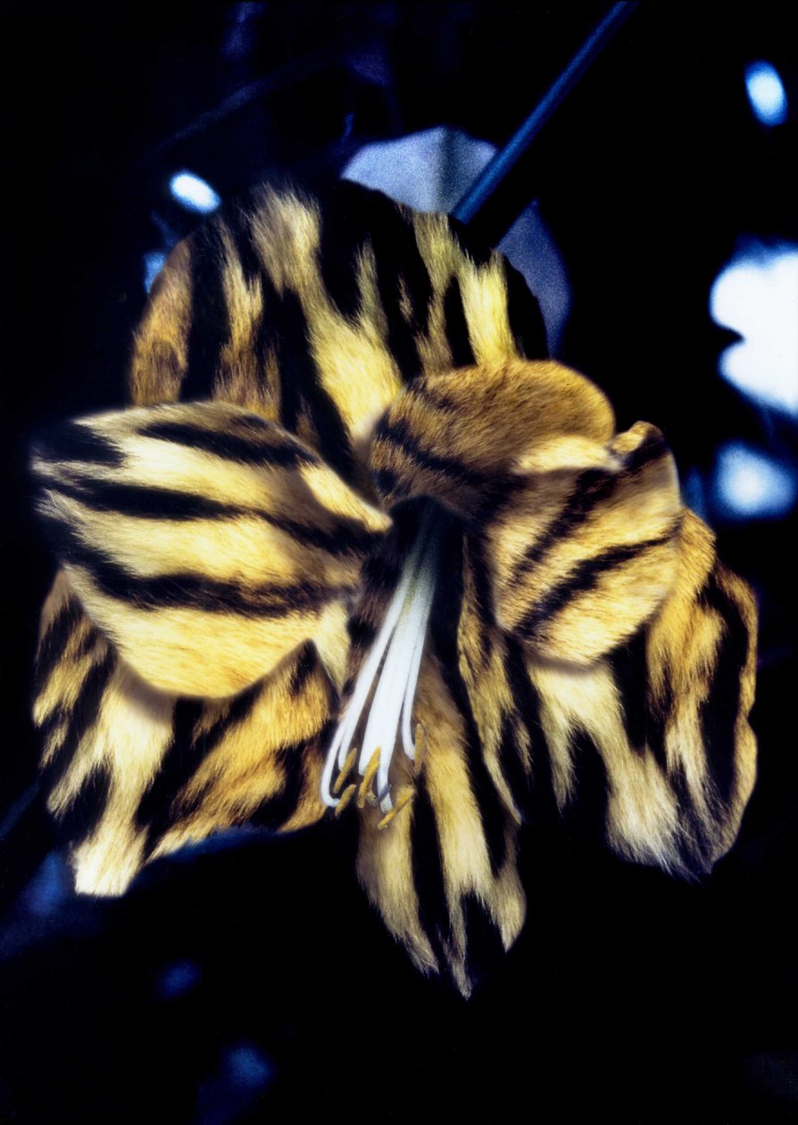 Tigris bőr liliom alkotó: Mat Collishaw