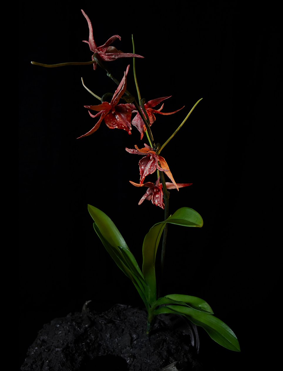 Venal Muse, Augean, 2012 (gyanta, zománcfesték, fa, üveg, acél) alkotó: Mat Collishaw