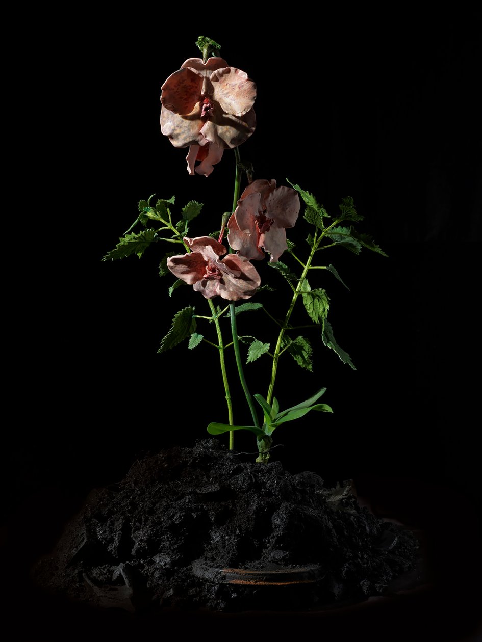 Venal Muse, Impetus, 2012 (gyanta, zománcfesték, fa, üveg, acél) alkotó: Mat Collishaw