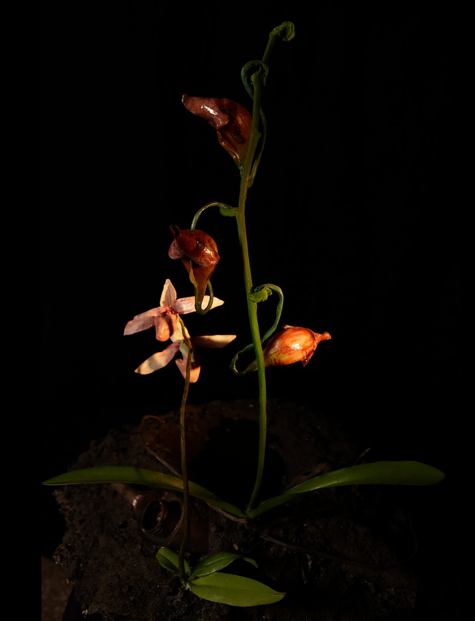 Venal Muse, Lafage, 2012 (gyanta, zománcfesték, fa, üveg, acél) alkotó: Mat Collishaw