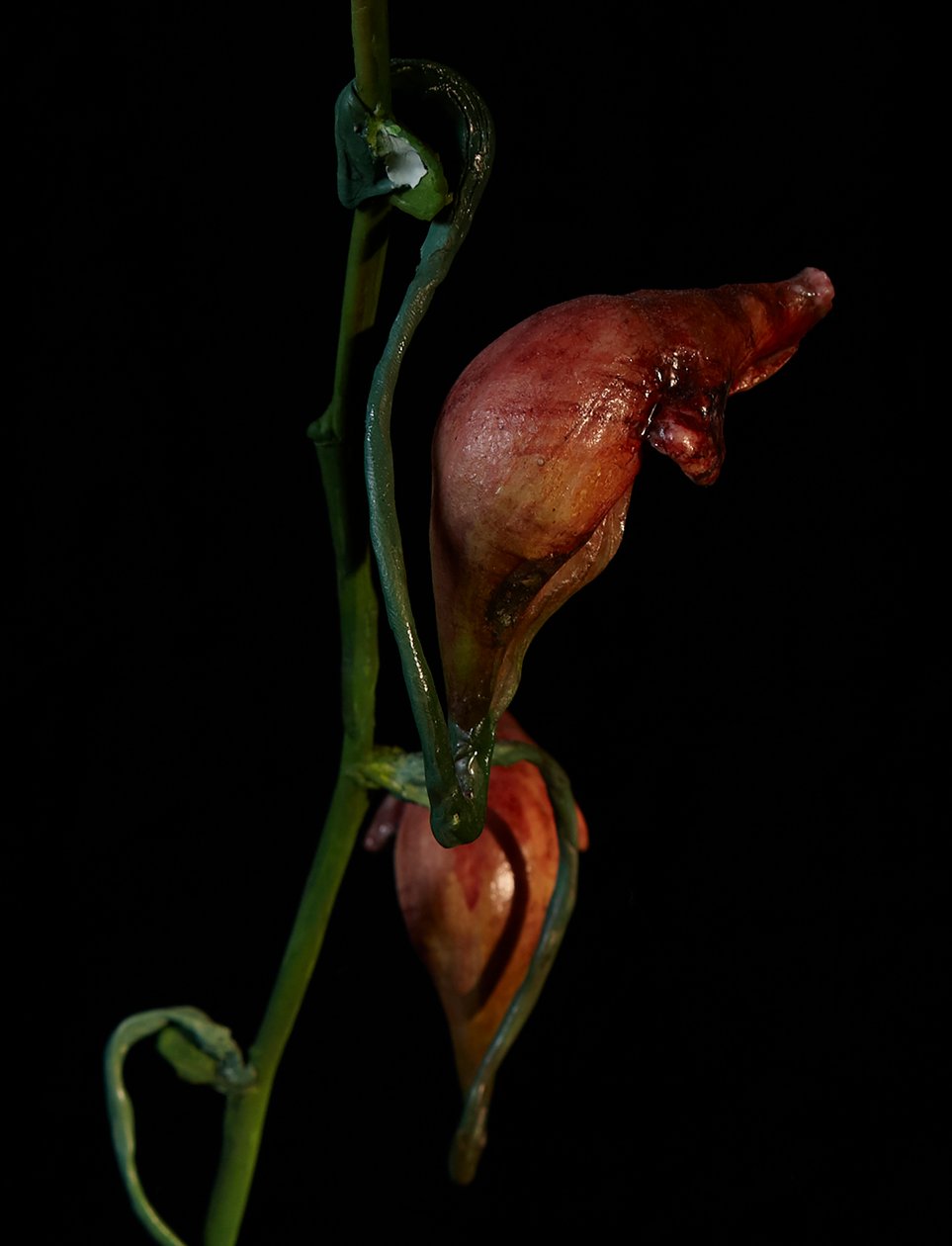Venal Muse, Lafage, 2012 (gyanta, zománcfesték, fa, üveg, acél) alkotó: Mat Collishaw