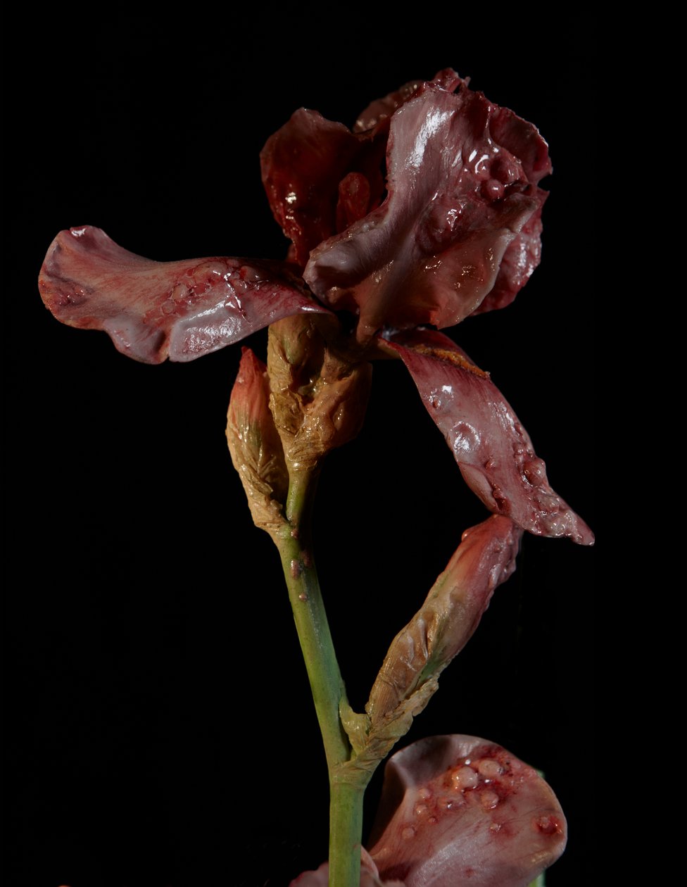 Venal Muse, Viridor, 2012 (gyanta, zománcfesték, fa, üveg, acél) alkotó: Mat Collishaw