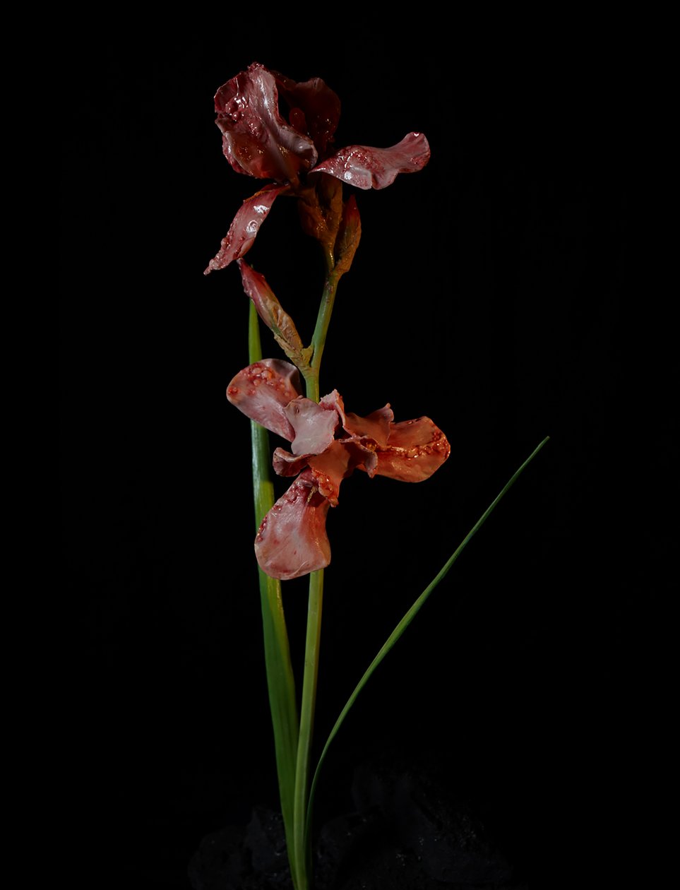 Venal Muse, Viridor, 2012 (gyanta, zománcfesték, fa, üveg, acél) alkotó: Mat Collishaw