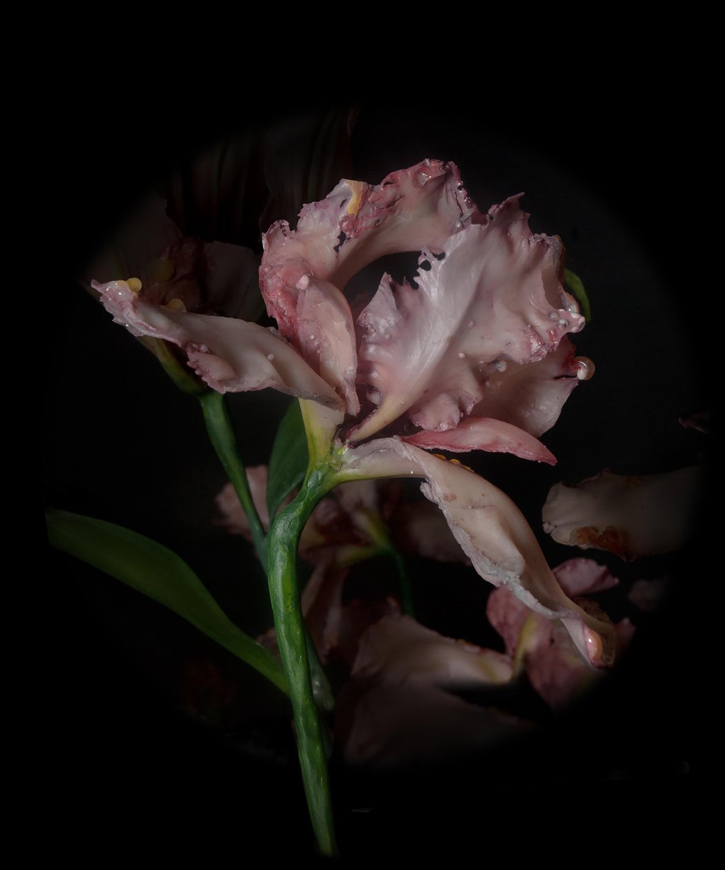 Venal Muse, Viridor, 2012 (gyanta, zománcfesték, fa, üveg, acél) alkotó: Mat Collishaw