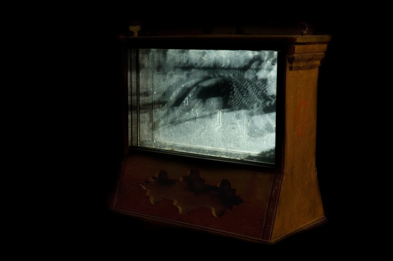 Giliszta, 2009 (fa, üveg, acél, projektor és lejátszó) alkotó: Mat Collishaw