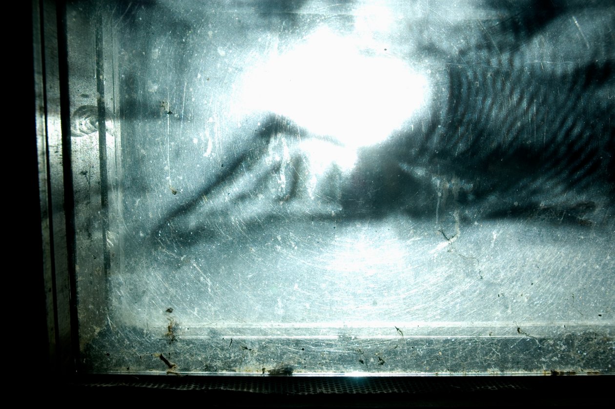 Giliszta, 2009 (fa, üveg, acél, projektor és lejátszó) alkotó: Mat Collishaw