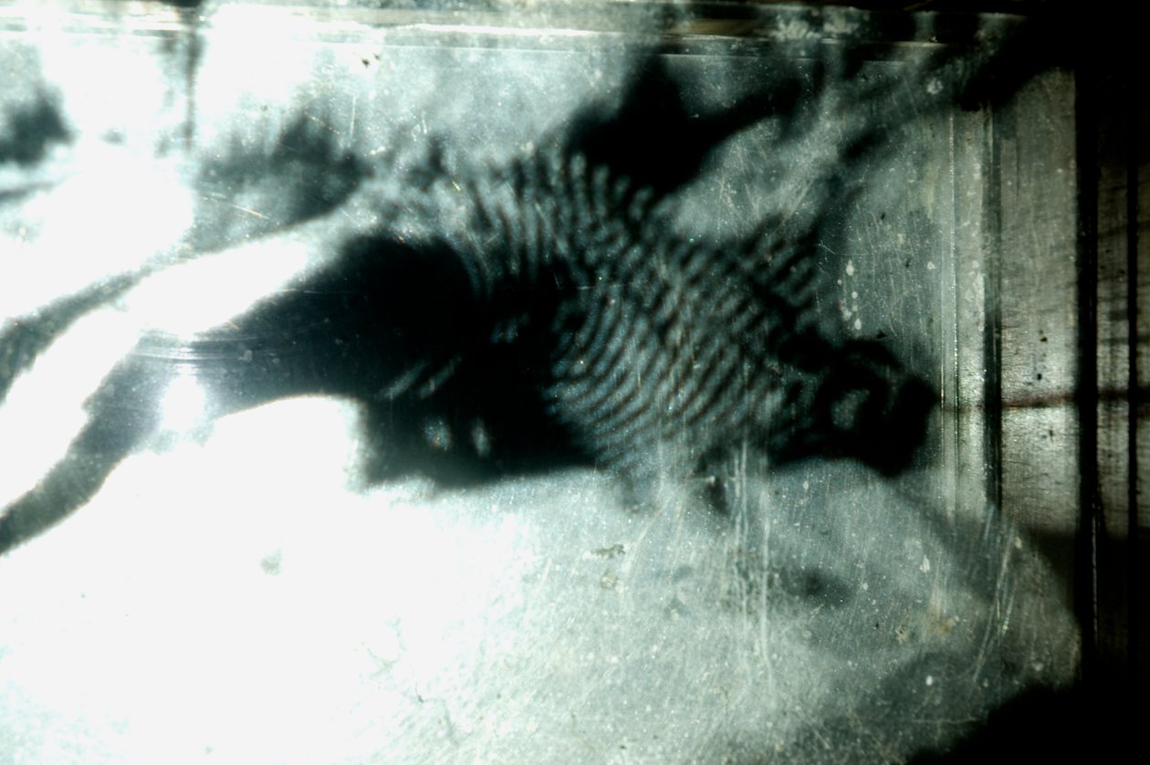 Giliszta, 2009 (fa, üveg, acél, projektor és lejátszó) alkotó: Mat Collishaw