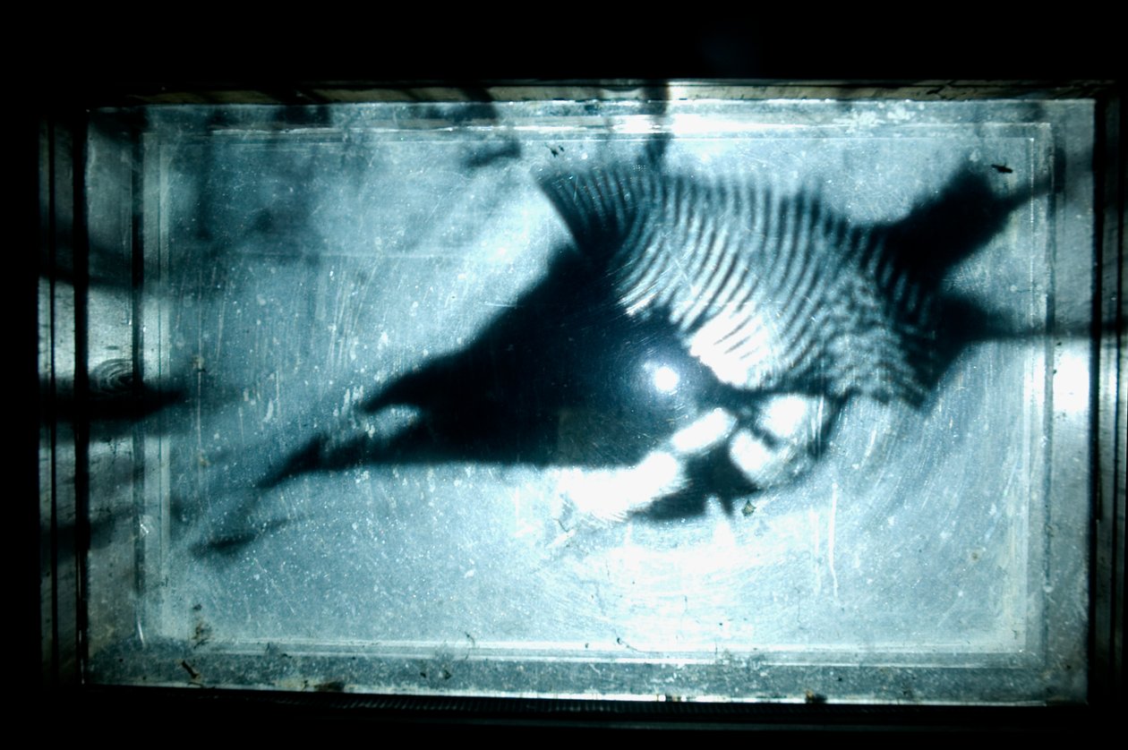 Giliszta, 2009 (fa, üveg, acél, projektor és lejátszó) alkotó: Mat Collishaw