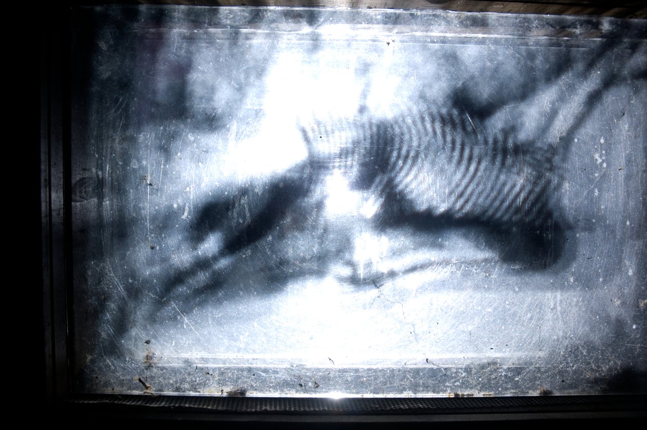 Giliszta, 2009 (fa, üveg, acél, projektor és lejátszó) alkotó: Mat Collishaw