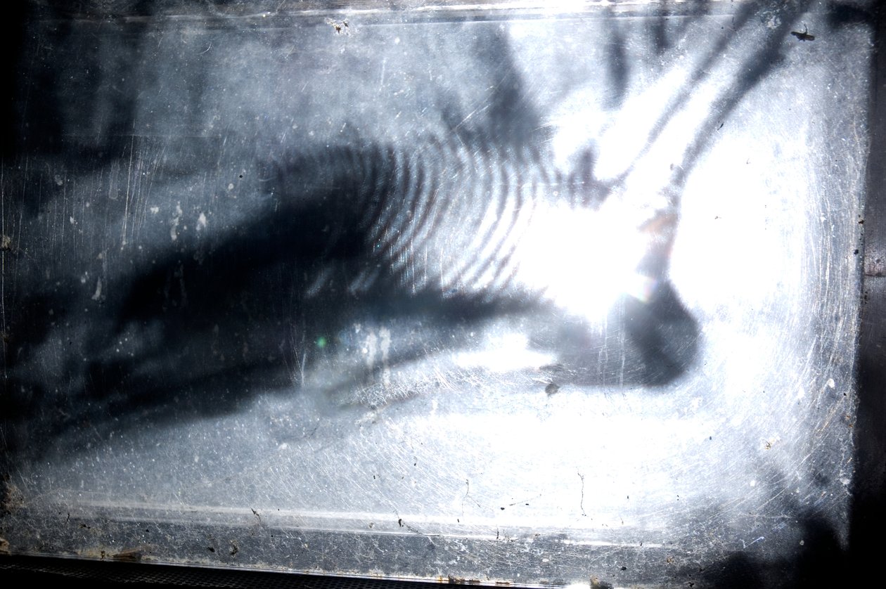 Giliszta, 2009 (fa, üveg, acél, projektor és lejátszó) alkotó: Mat Collishaw