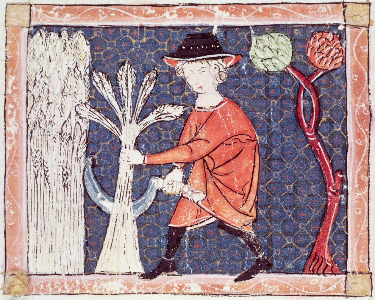 Fol.58v július: Az aratás alkotó: Matfre Ermengaut