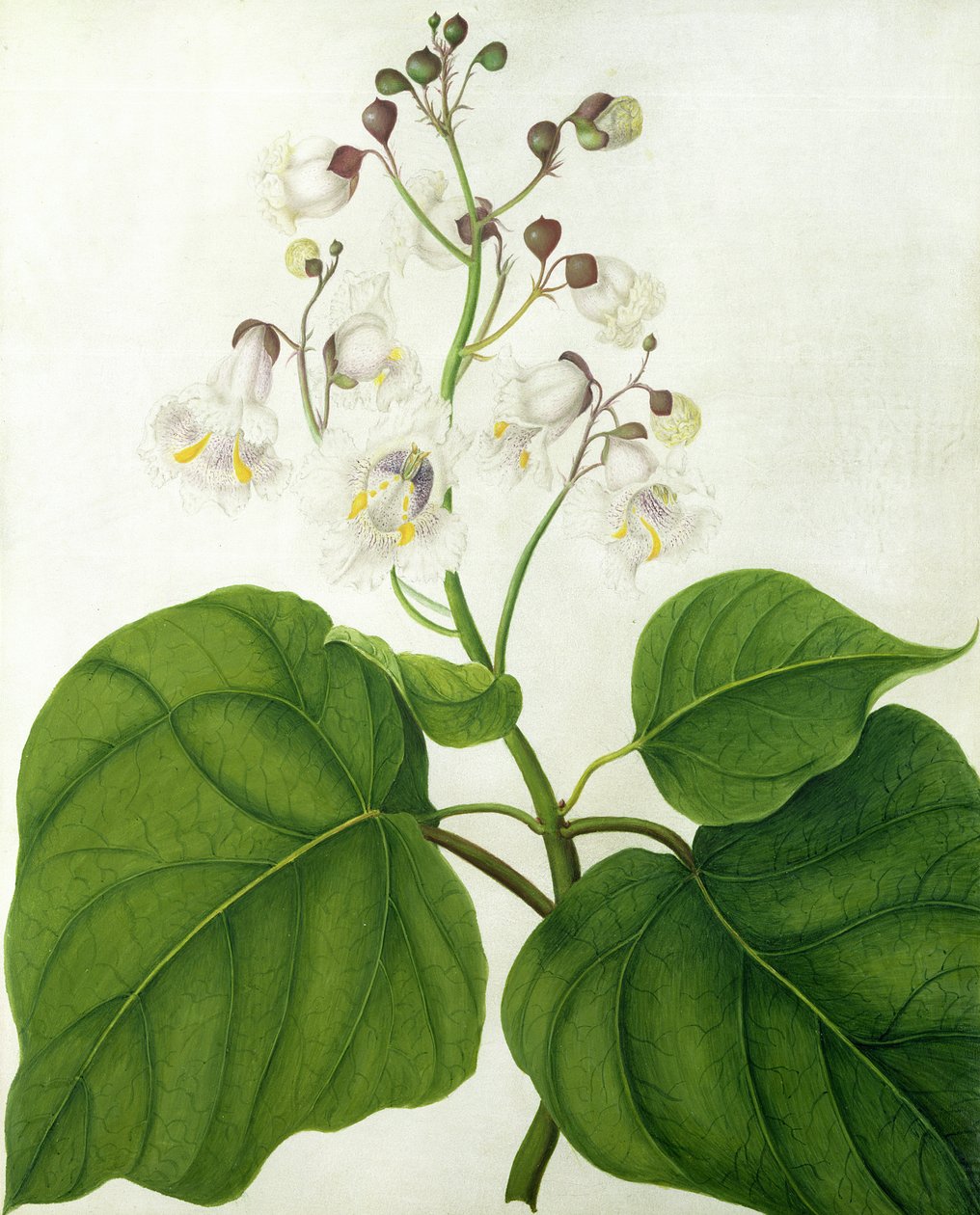 Catalpa Speciosa (wc és gouache, ceruza, pergamen) alkotó: Matilda Conyers