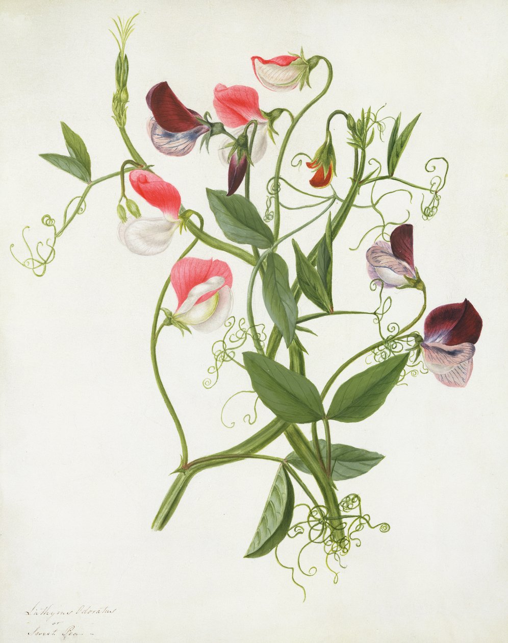 Lathyrus Odoratus (wc és gouache, ceruza, pergamen) alkotó: Matilda Conyers