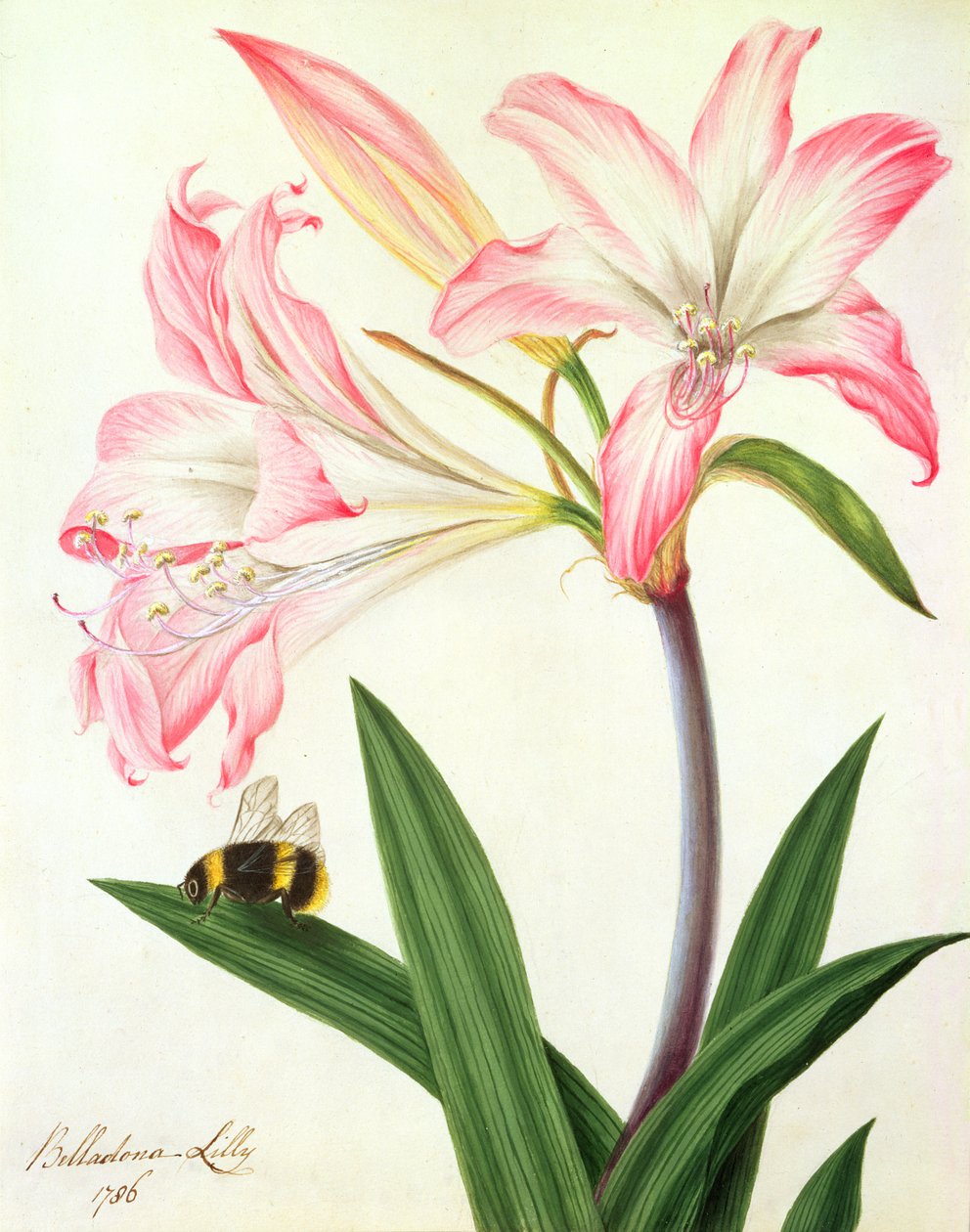 Lilium Belladonna és méhecske, 1786 (wc és gouache, ceruza papíron) alkotó: Matilda Conyers