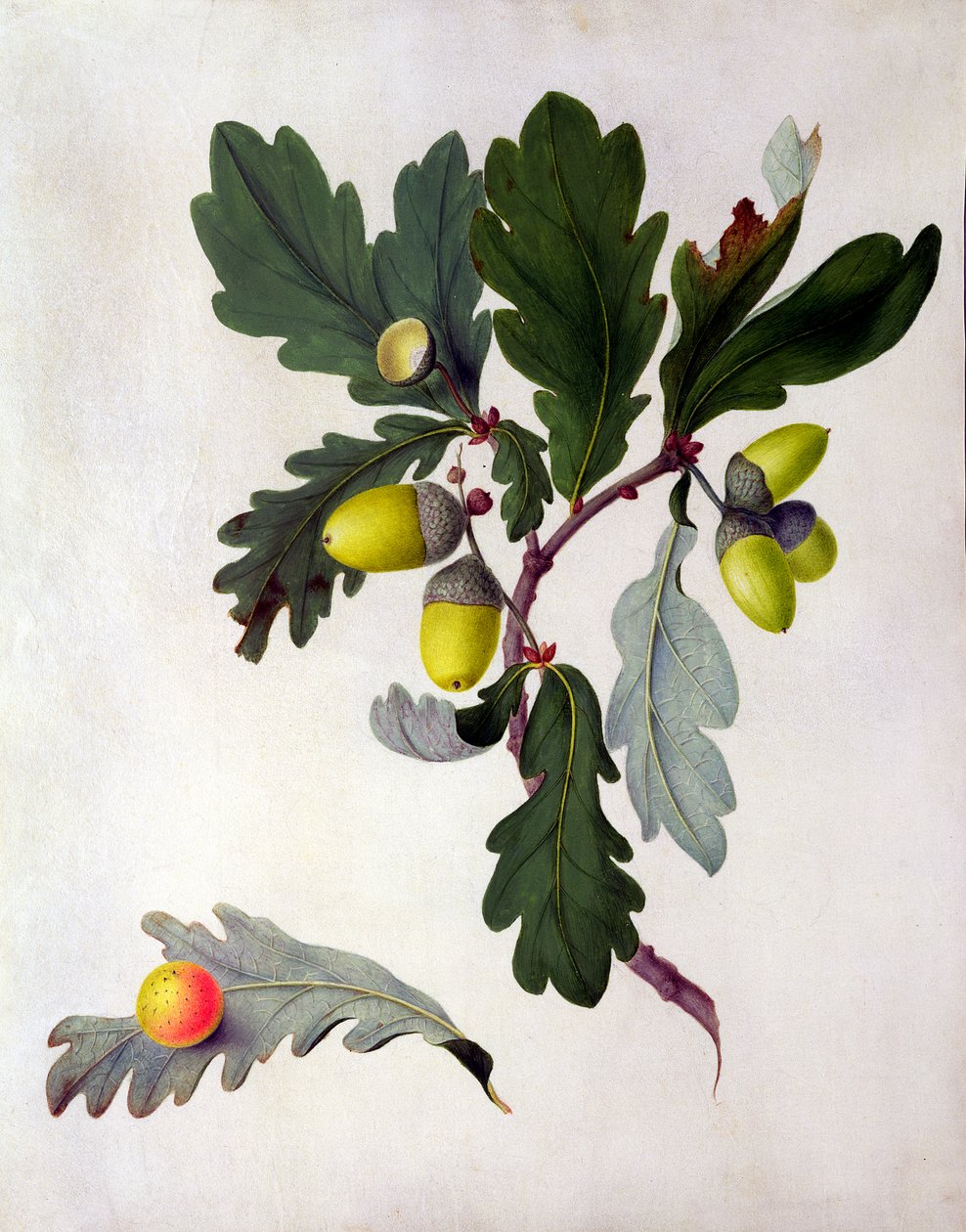 Quercus (wc és gouache, ceruza, pergamen) alkotó: Matilda Conyers